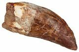 Bargain, Carcharodontosaurus Tooth - Real Dinosaur Tooth #341121-1